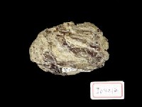 藏品(草原猛獁象臼齒)的圖片